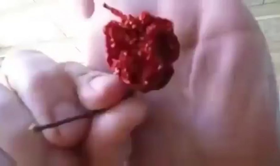 This dude smoked the world’s hottest pepper from a bong and went blind temporarily…☠️