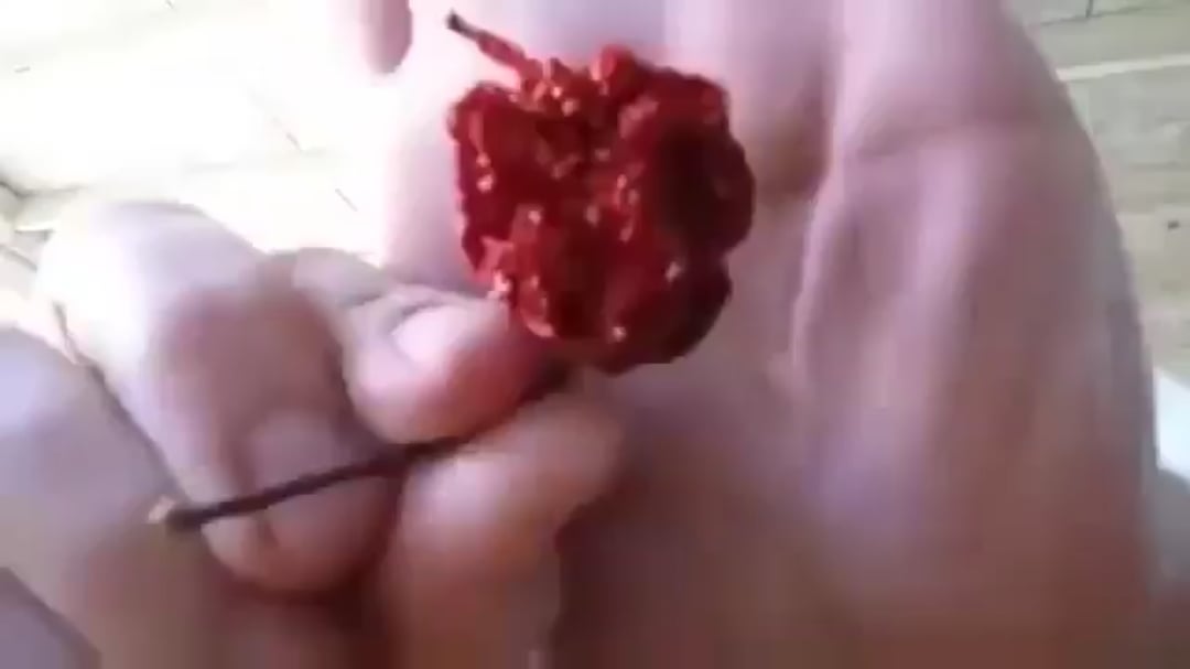 This dude smoked the world’s hottest pepper from a bong and went blind temporarily…☠️