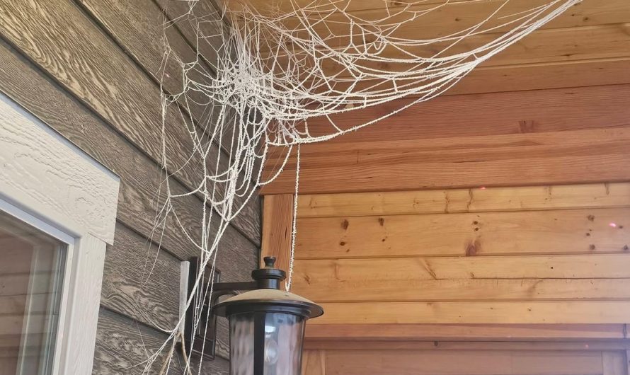 This frosted spiderweb at my mom’s house.