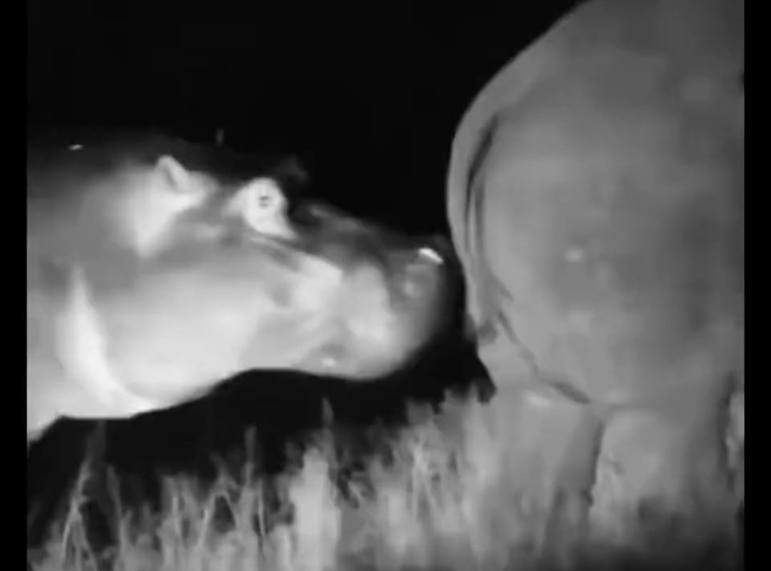 This hippo uses a rhino horn to pick his teeth 🤣