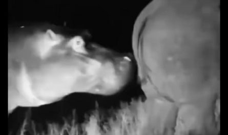 This hippo uses a rhino horn to pick his teeth 🤣