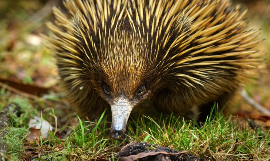 This is a baby echidna on my farm in Australia. Echidnas are mammals, but they lay eggs. They have a bird-like skull, and cloaca. They feed their young milk that oozes from the skin. They separated from other mammals very early on in evolution, and share traits with birds.