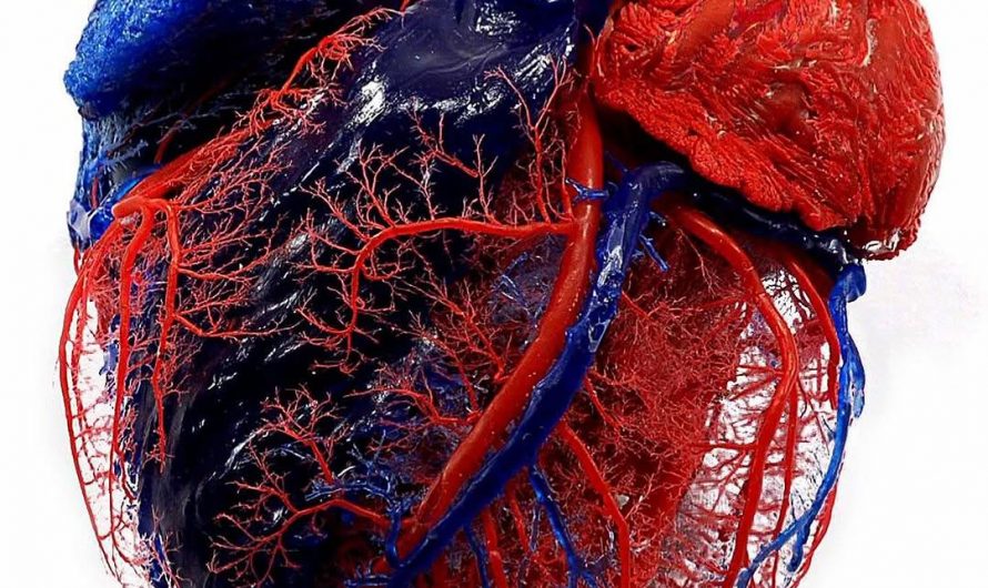 This is a vascular corrosion cast of a human heart by Dr. Christoph von Horst
