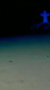 This is an octopus Cirrothauma cf. magna also known as the “big-eye jellyhead” in a timelapse on the sea floor.