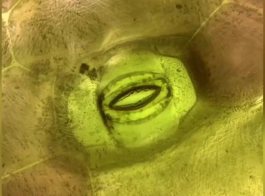 This is how plants breathe A close up of a leaf's stoma under a microscope.