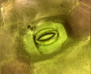 This is how plants breathe A close up of a leaf's stoma under a microscope.
