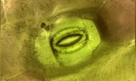 This is how plants breathe A close up of a leaf's stoma under a microscope.