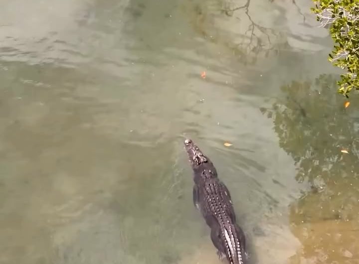This is how stealthy a crocodile can move under water