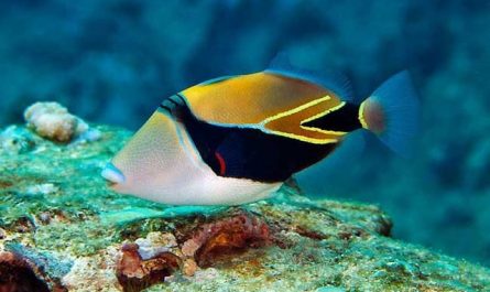 This is the Fish with the longest Name: the Humuhumunukunukuāpuaʻa