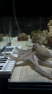 This man taught an octopus to play a piano.