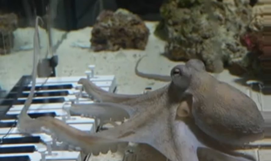 This man taught an octopus to play a piano.