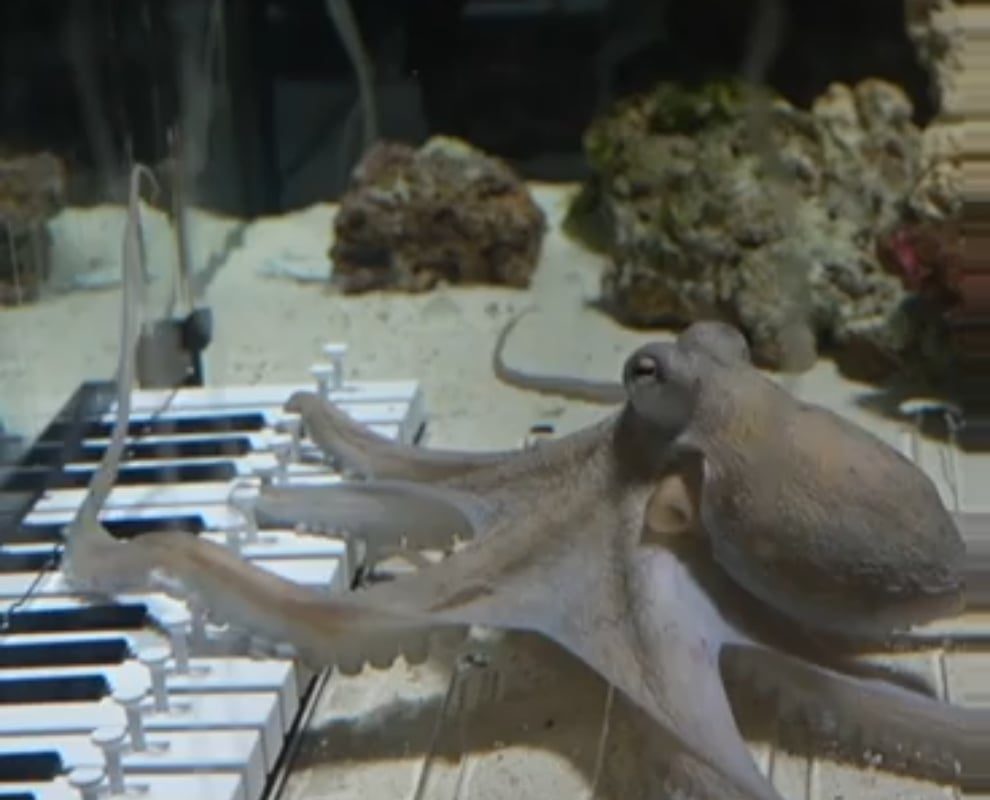 This man taught an octopus to play a piano.