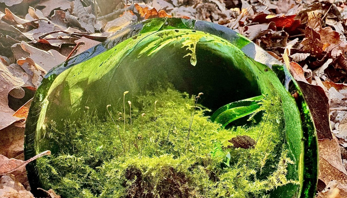 This microclimate in an old bottle