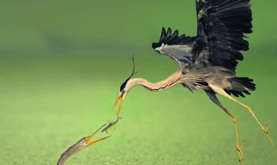 This photograph, captured by Baiju Patil, was ranked World No. 1 at the 2025 Refocus Awards, triumphing over entries from more than 100 countries.