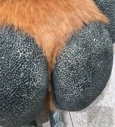 This sleeping dog statue looks so real.