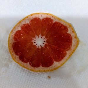 This slice of grapefruit