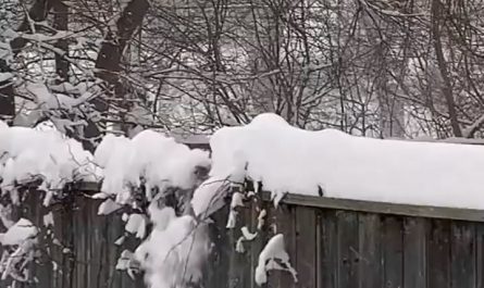 This squirrel clearing snow off his fence walkway.