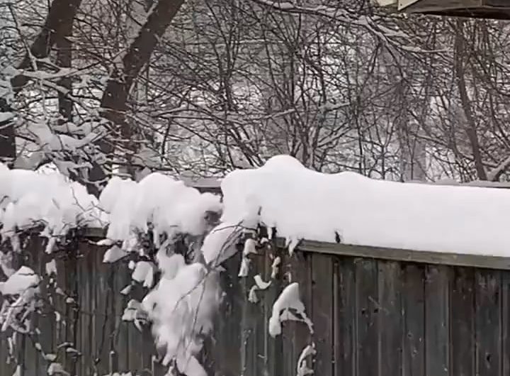 This squirrel clearing snow off his fence walkway.