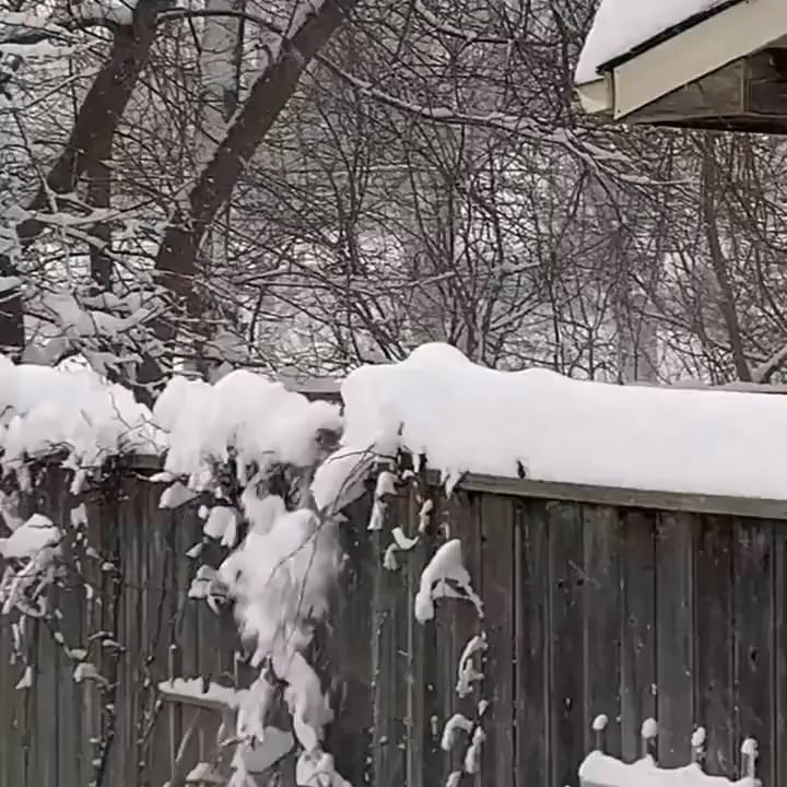 This squirrel clearing snow off his fence walkway.