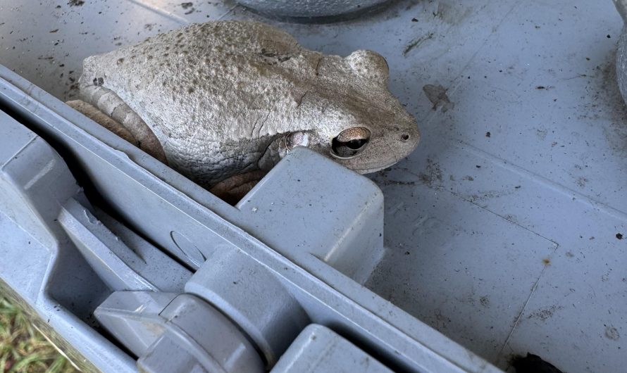 This tree frog turned gray, to blend in with Junction box.