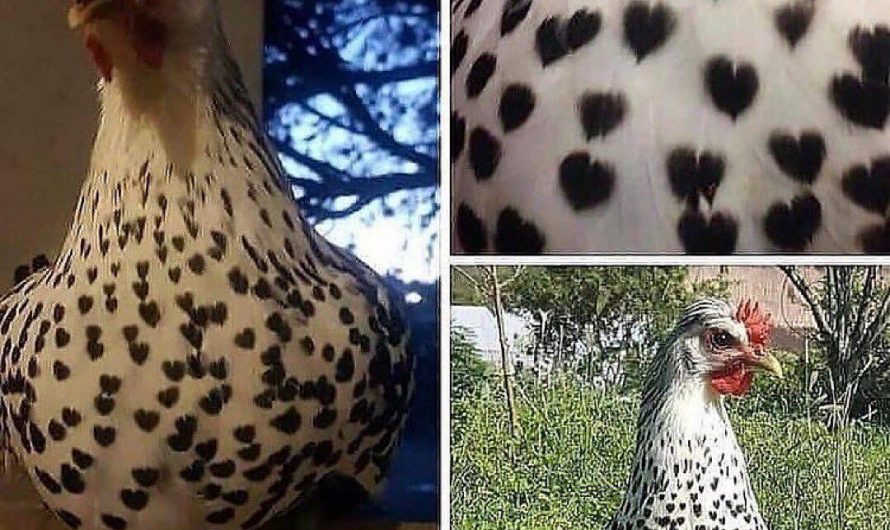 This unique chicken with heart patterns in its plumage