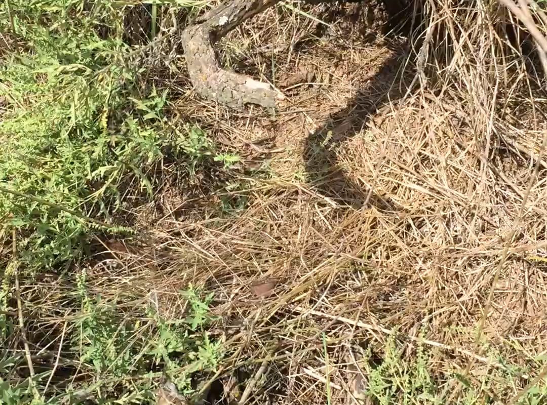 This yellow garden spider somehow caught a bird