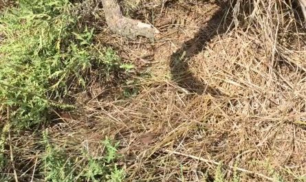This yellow garden spider somehow caught a bird