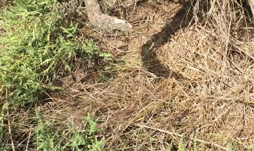 This yellow garden spider somehow caught a bird