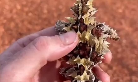 Thorny devil also (Moloch horridus) found in desert regions of Australia.