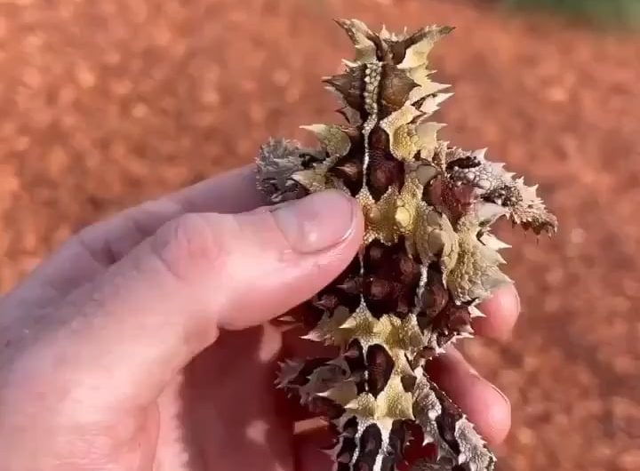 Thorny devil also (Moloch horridus) found in desert regions of Australia.