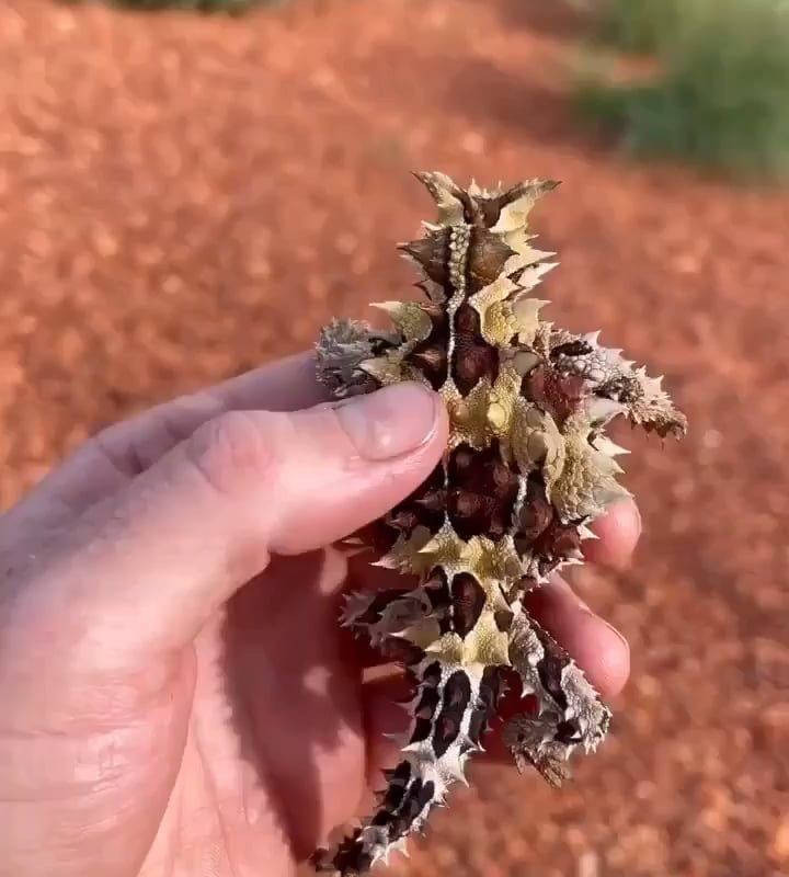 Thorny devil also (Moloch horridus) found in desert regions of Australia.
