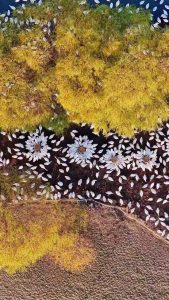 Thousands of white-plumaged birds gather upon Gaoyou Lake, China,