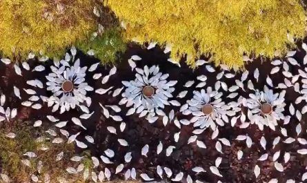 Thousands of white-plumaged birds gather upon Gaoyou Lake, China,