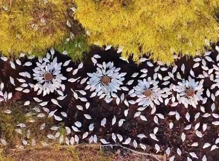Thousands of white-plumaged birds gather upon Gaoyou Lake, China,