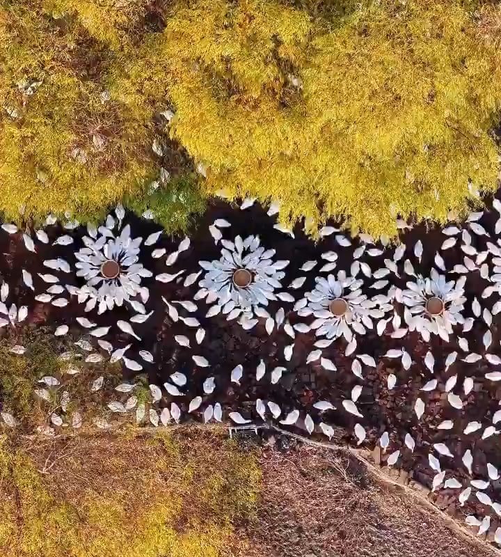 Thousands of white-plumaged birds gather upon Gaoyou Lake, China,