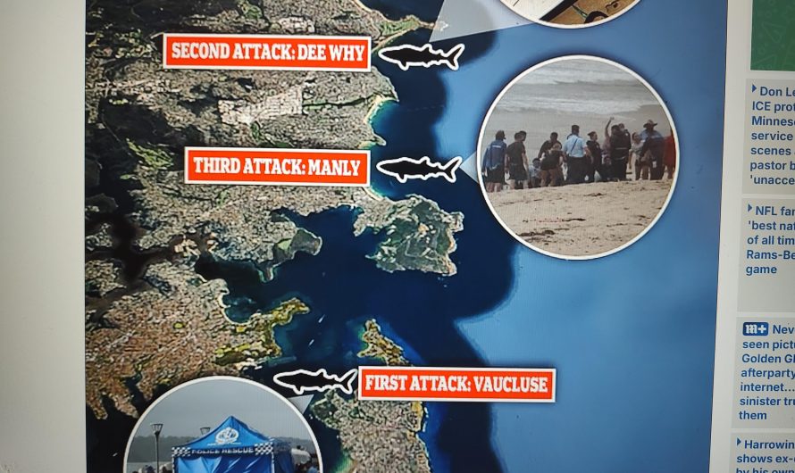 Three shark attacks in 26 hours in Sydney Australia