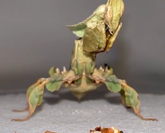 Time lapse of a praying mantis(Ghost mantis) enjoying eating his food.