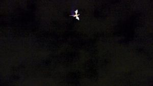 To celebrate the opening of Fantasyland in 2012, Disney flew a giant fire breathing dragon overhead in Magic Kingdom. It was never used again after this day.