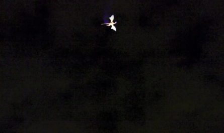 To celebrate the opening of Fantasyland in 2012, Disney flew a giant fire breathing dragon overhead in Magic Kingdom. It was never used again after this day.