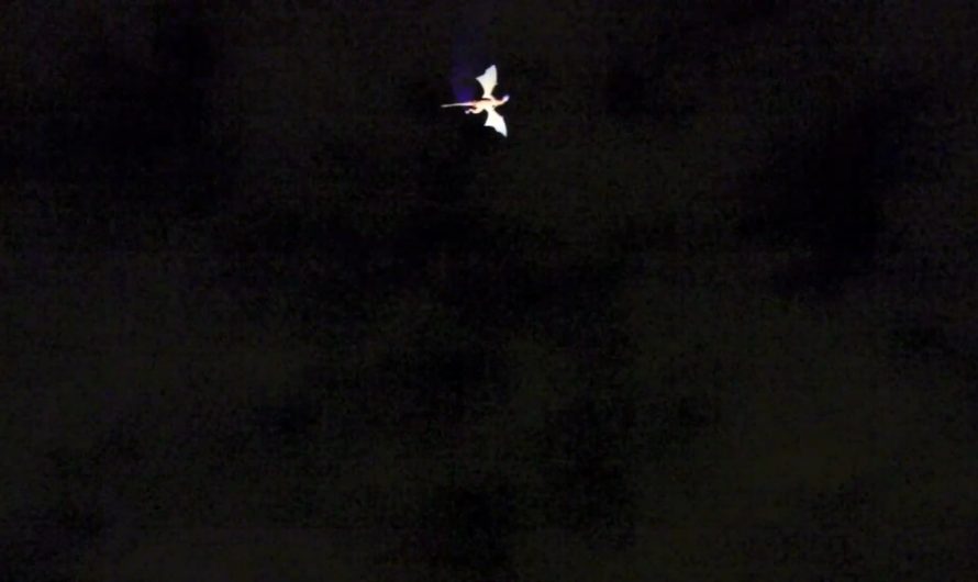 To celebrate the opening of Fantasyland in 2012, Disney flew a giant fire breathing dragon overhead in Magic Kingdom. It was never used again after this day.