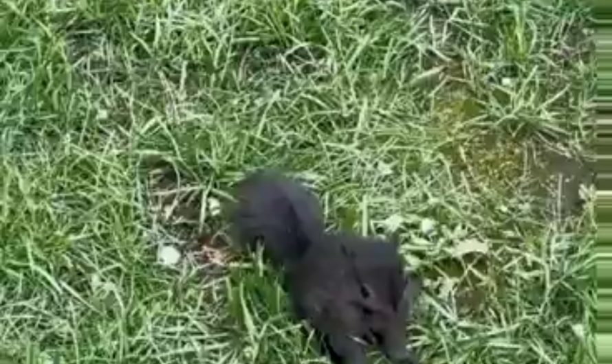 Today I learned that squirrels roll their babies into fuzzy little balls to carry them easier.