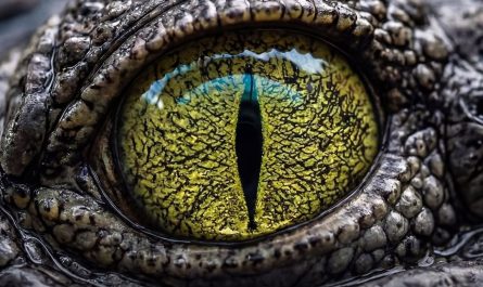 Top Most Insane eyes present in Nature.