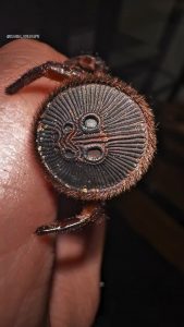 Trapdoor Spider, the abdominal disk is used to close its burrow from unwanted visitors.