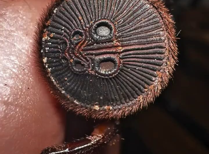 Trapdoor Spider, the abdominal disk is used to close its burrow from unwanted visitors.