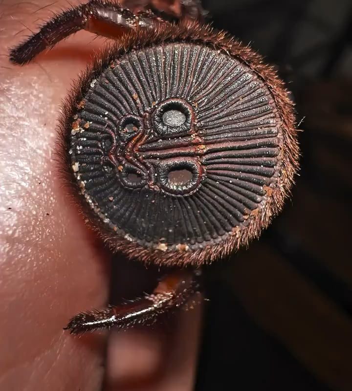 Trapdoor Spider, the abdominal disk is used to close its burrow from unwanted visitors.