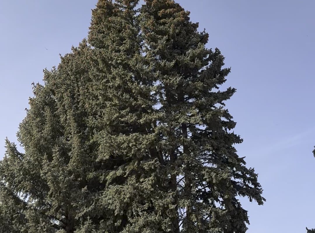 Tree Falls from high winds where it should not.