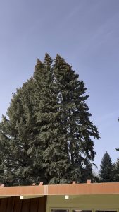 Tree Falls from high winds where it should not.