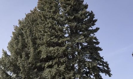 Tree Falls from high winds where it should not.