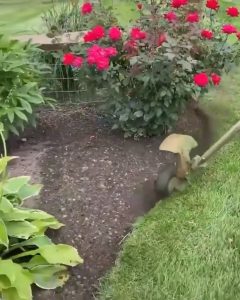Trimming the Lawn