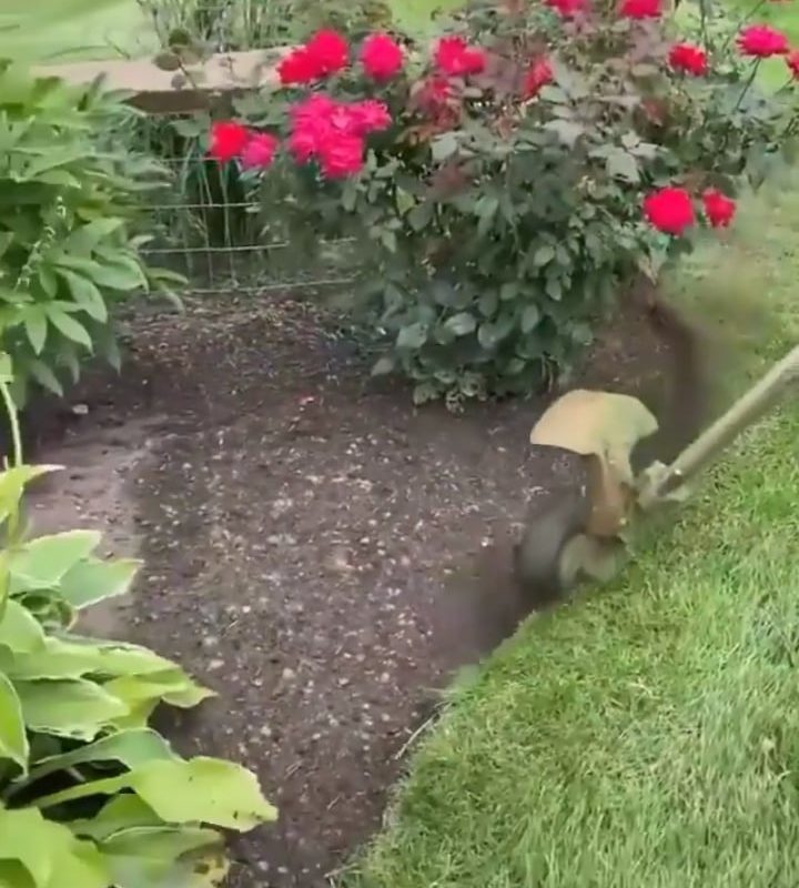 Trimming the Lawn